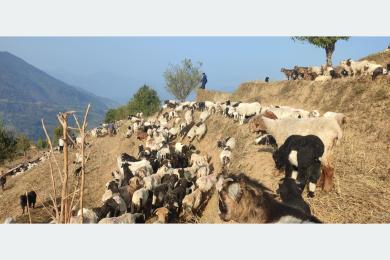 लेकतर्फ लाग्दै भेडाका बथान